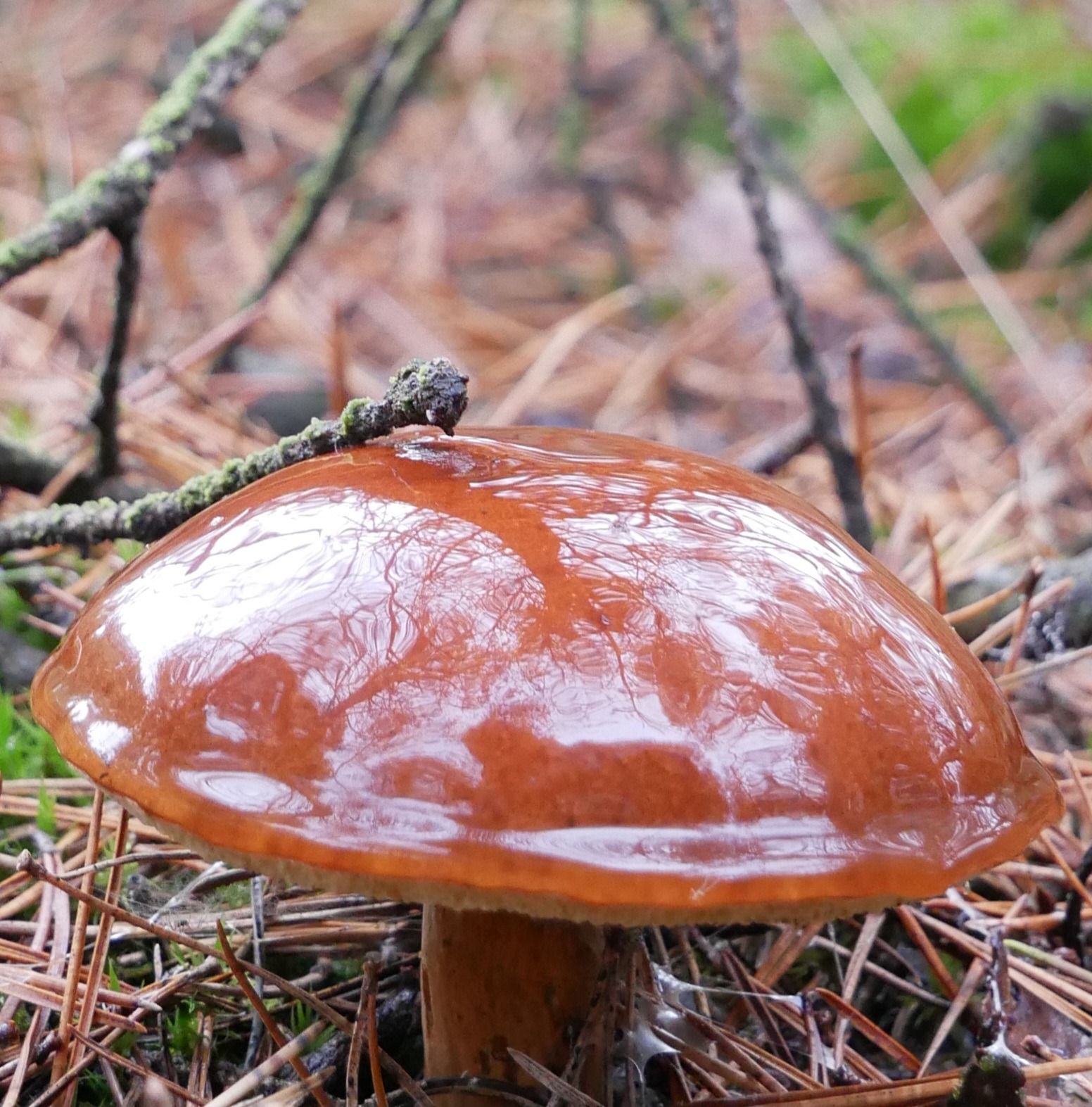 Zoeken
